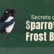 Sparrow Frost Black Bird