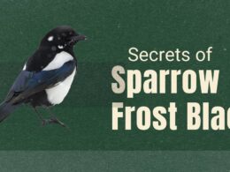 Sparrow Frost Black Bird