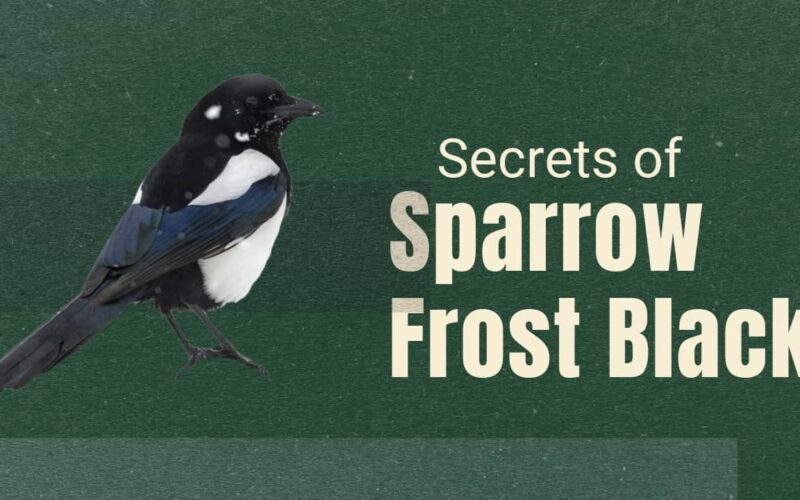 Sparrow Frost Black Bird