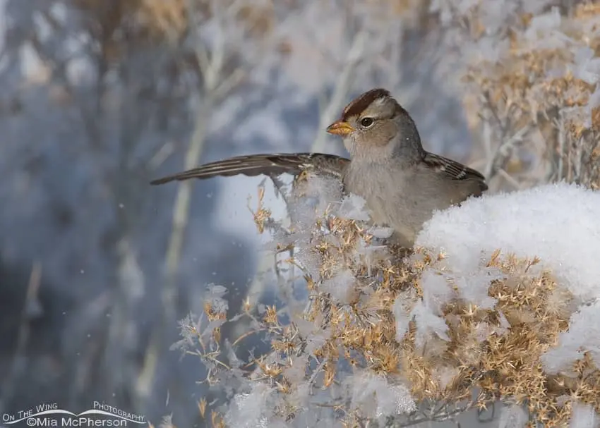 sparrow frost black's rare Sighting 