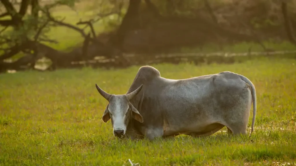 an ox In the Wild area of Marblehead