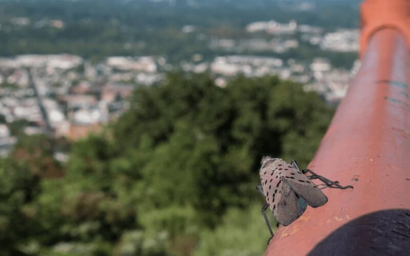 Lanternfly